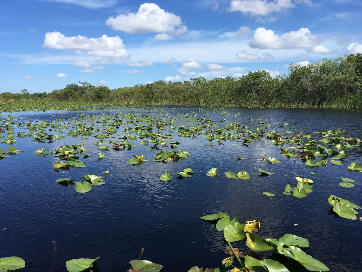 Why Wetlands Are Important (& Where I Can Find Them!)