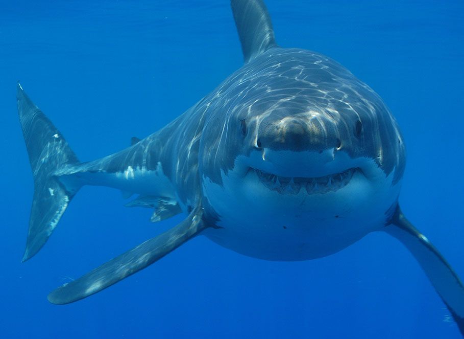 Sharks Near Me! The 18 Best Travel Destinations