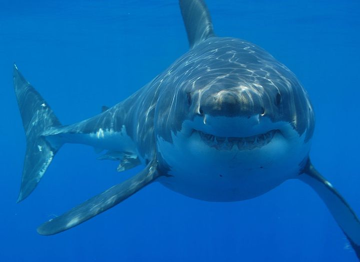 Sharks Near Me! The 18 Best Travel Destinations